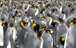 Volunteer Point Shore Excursion King Penguins