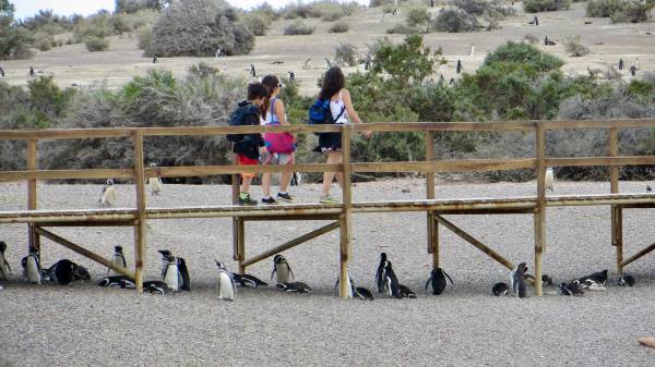 Walk among Magellanic Penguins, Punta Tombo Shore Excursion