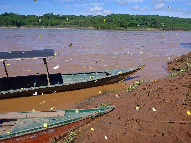 Butterflies, Wooden Boats, Tambopata River Adventure