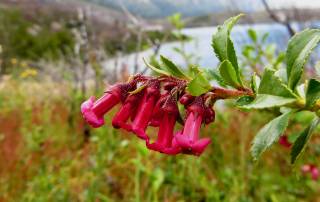 Escallonia Rubra Flower, Hiking Torres del Paine W Circuit Trek