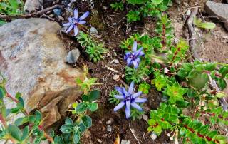 Fuegian Edelweiss Flower, Hiking Torres del Paine W Circuit Trek