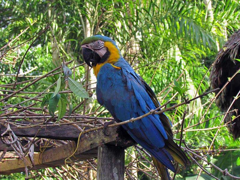 Macaw Mascot, Tambopata Eco Lodge