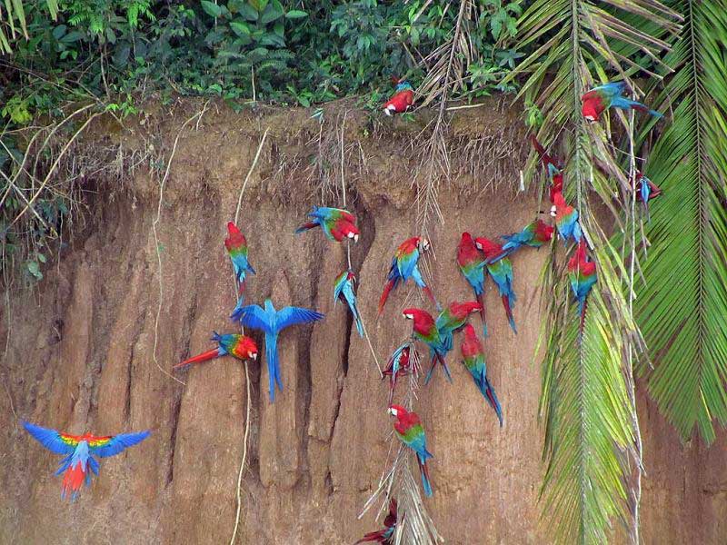 Macaws, Collpa Chuncho Clay Lick