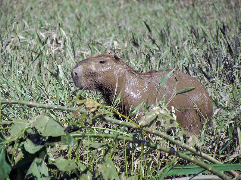 Muddy Capybara Rodent, Tambopata River Adventure