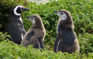 Newborn Magellanic Penguins, Otway Penguin Colony