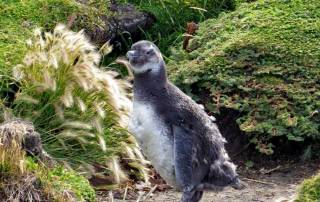 Molting Newborn, Otway Penguin Colony
