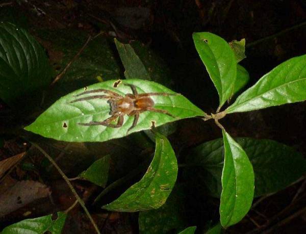 Poisonous Jumping Spider, Night Walk, Tambopata Eco Lodge