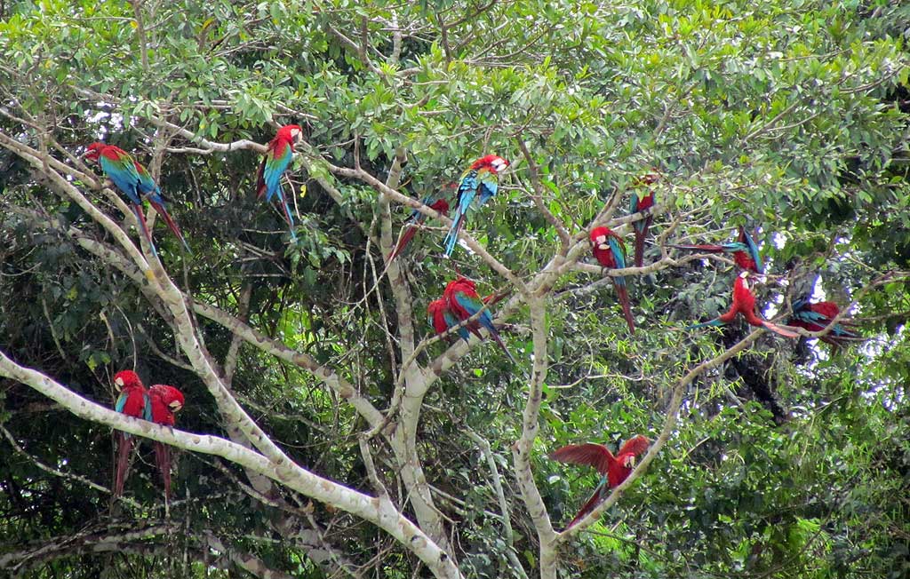 Red and Green Macaws, Chuncho Clay Lick