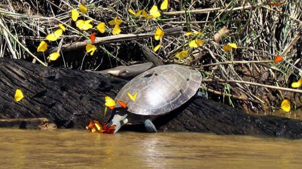 River Turtle, Butterflies, Tambopata River Adventure
