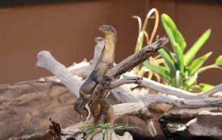 Goanna, Alice Springs Reptile Centre, Visit Red Centre