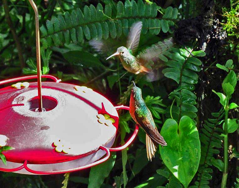 Hummingbirds, Mindo Cloud Forest
