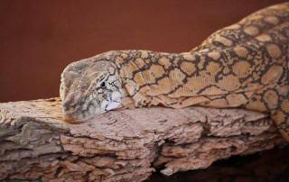 Perentie Monitor, Alice Springs Reptile Centre, Visit Red Centre