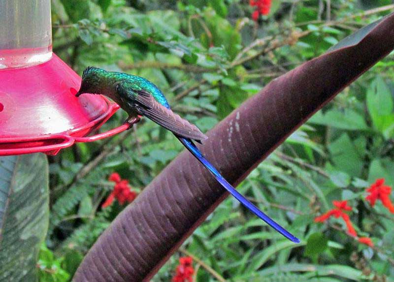Violet Tailed Sylph, Mindo Cloud Forest