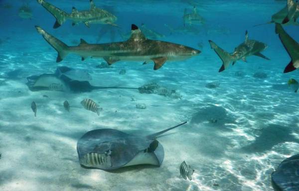Black tipped Reef Sharks, Stingrays, Moorea Snorkel