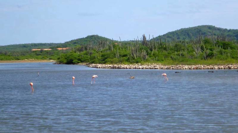 Flamingos near Kralendijk, Bonaire Biking Excursion