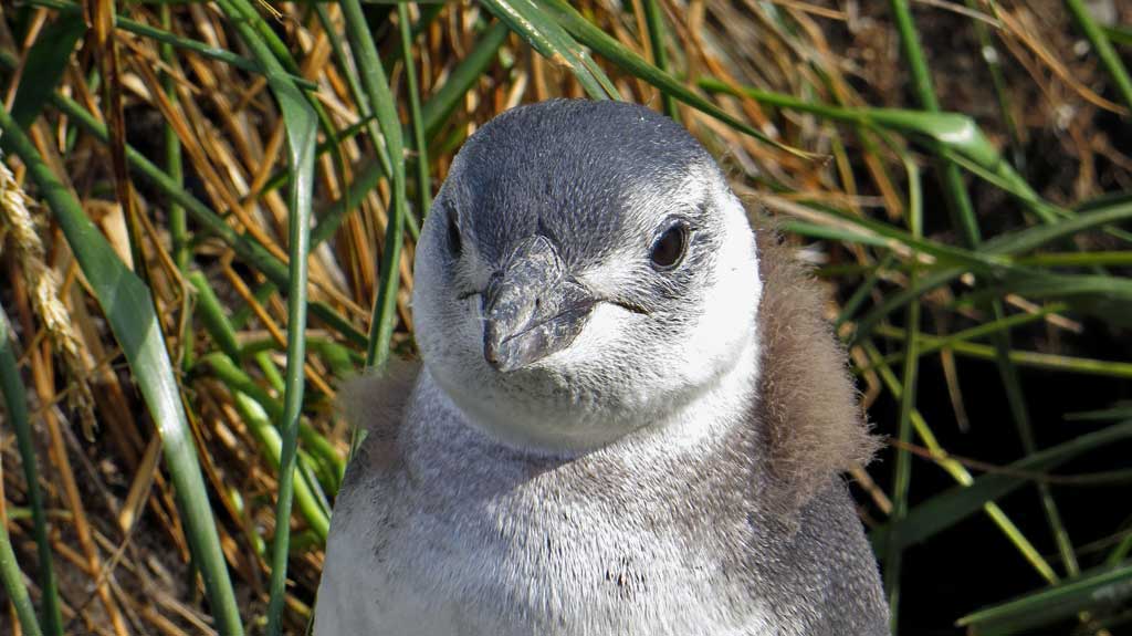 Fuzzy Baby Magellanic Penguin, Haberton, Martillo Island