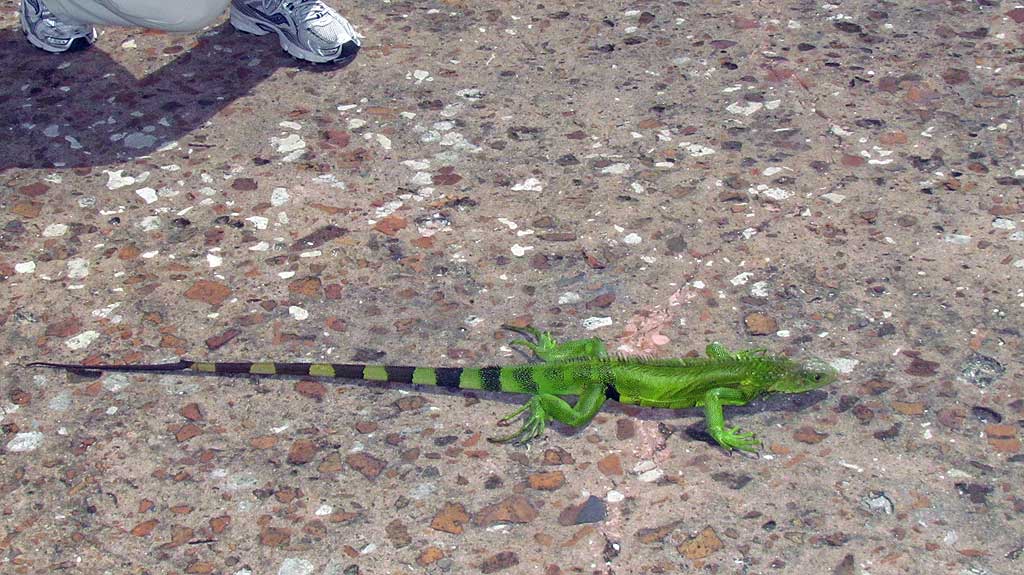 Lizard at Casa Blanca, Old San Juan, Puerto Rico