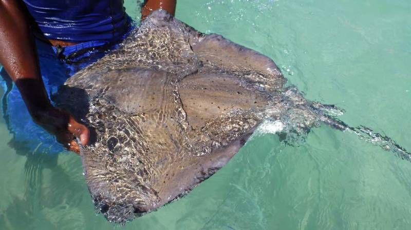 Male Southern Stingray, Stingray City Snorkel, Antigua