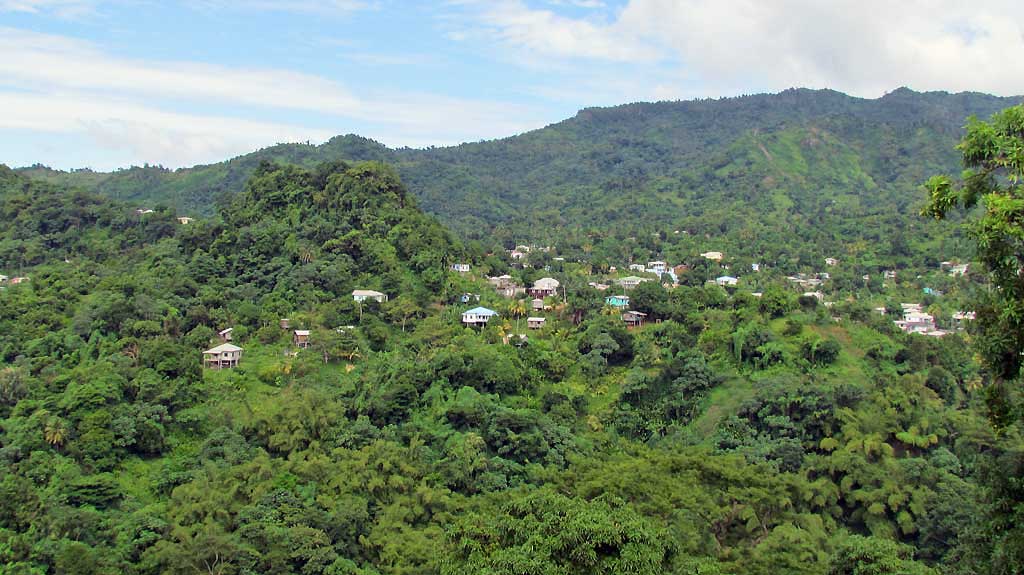 Rainforest, Grenada Island Tour