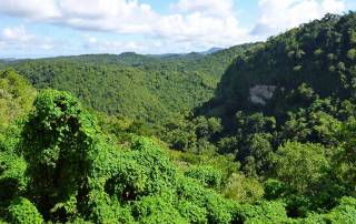 Rainforest, St Lucia Island Tour