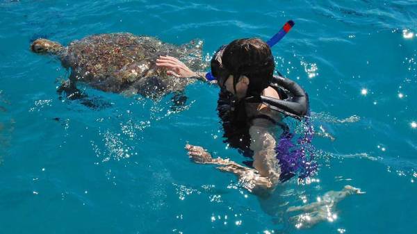 Touching Green Sea Turtle, Barbados Turtle Snorkel