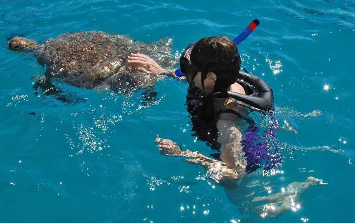 Touching Green Sea Turtle, Barbados Turtle Snorkel