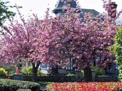 Flowering Trees, April, Visit Victoria, BC