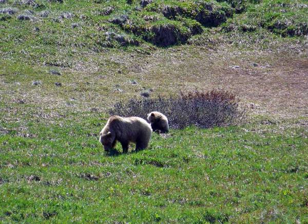 Grizzly Bear and Cub, Denali Day Tour