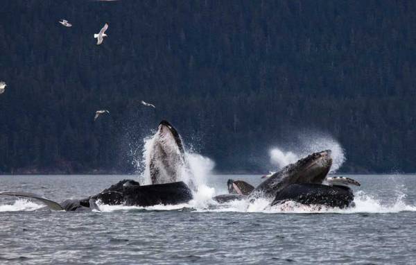 Humpback Whales Bubble Net Feeding, Visit Juneau