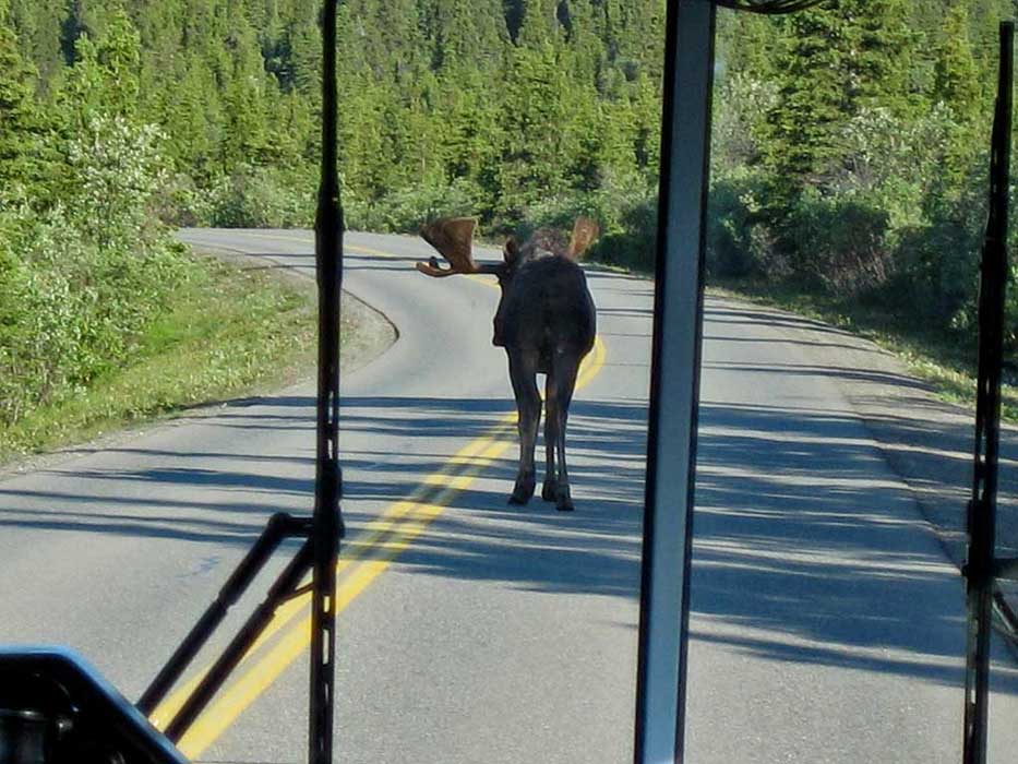 Moose Blocking the Road, Denali Day Tour