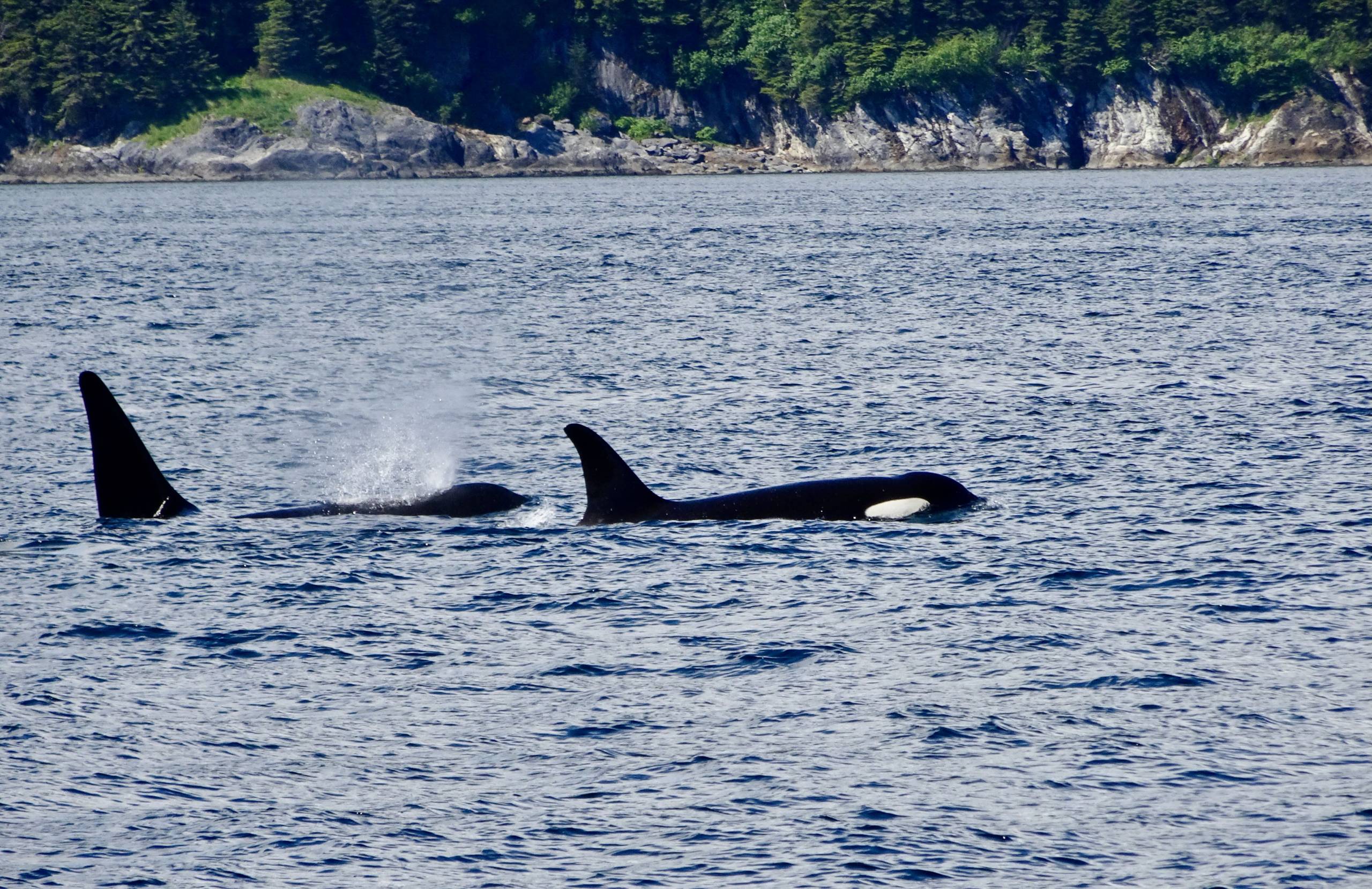 Orca Pod Killer Whales, Juneau Whale Watching, Star Princess Alaska Cruise