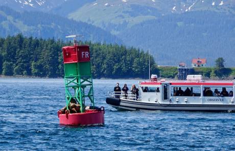 Steller's Sea Lions, Juneau Whale Watching, Star Princess Alaska Cruise