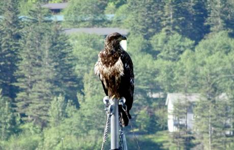Young Bald Eagle, Juneau Harbor, Star Princess Alaska Cruise