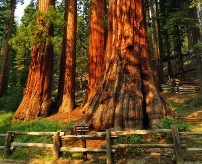 Bachelor & Three Graces, Mariposa Grove, Sequoia, Visit Yosemite