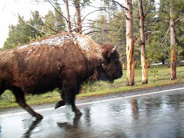 Bison along Side, Sharing the Road, Yellowstone Visit