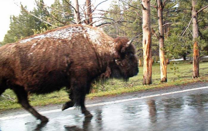 Bison along Side, Sharing the Road, Yellowstone Visit