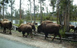 Bison Blocking Traffic, Yellowstone Visit