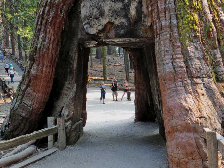 California Tunnel Tree, Mariposa Grove, Yosemite Rim Fire Visit