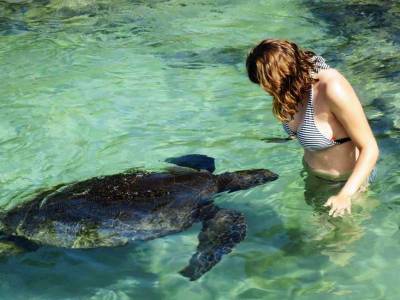 Carlsmith Beach Green Sea Turtle, Visit the Big Island