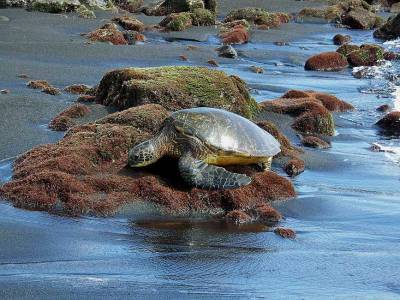 Green Sea Turtle, Punalu'u Black Sand Beach, Visit the Big Island