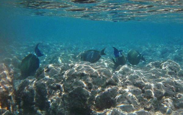 Hanauma Bay Snorkel, Tropical Fish