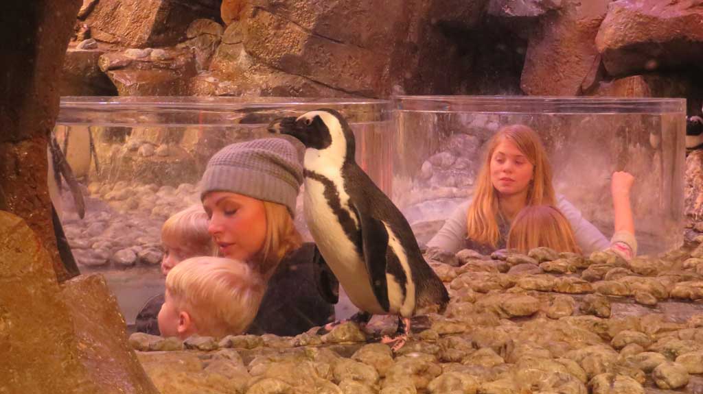 Penguin Pop Up, Georgia Aquarium