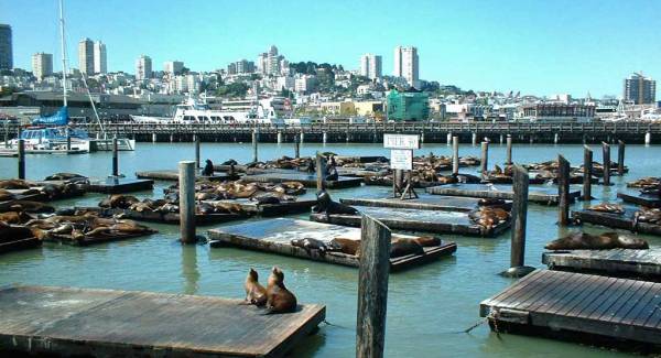Pier 39 Sea Lions, Visit San Francisco