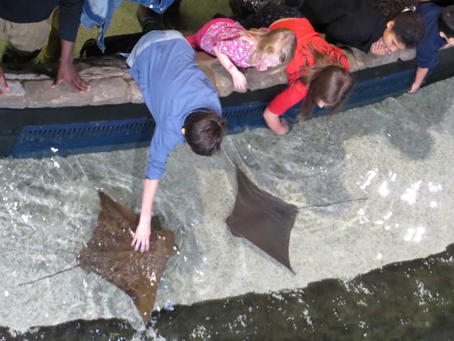 Shark and Ray Touching Pool, Georgia Aquarium