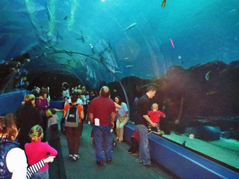 Aquarium Whale Sharks Exhibits Behind the Scenes