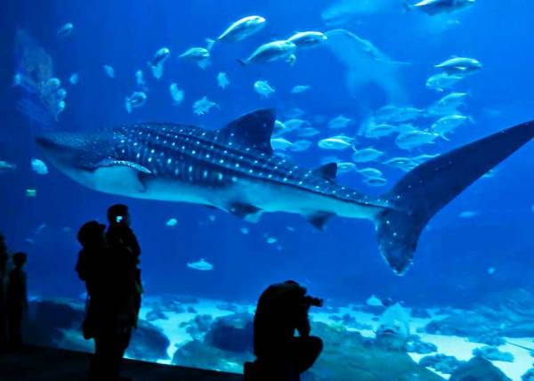 Whale Shark, Open Ocean Exhibit, Georgia Aquarium