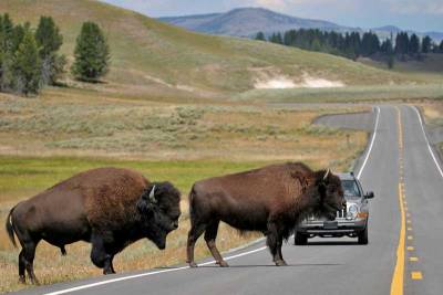 Wild Bison on Highway, Yellowstone National Park