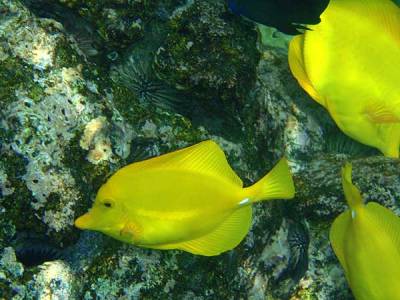 Yellow Tangs, Kealakekua Bay, Visit the Big Island