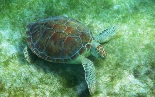 Green Sea Turtle, Akumal Bay Turtle Snorkel