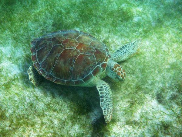 Green Sea Turtle, Akumal Bay Turtle Snorkel